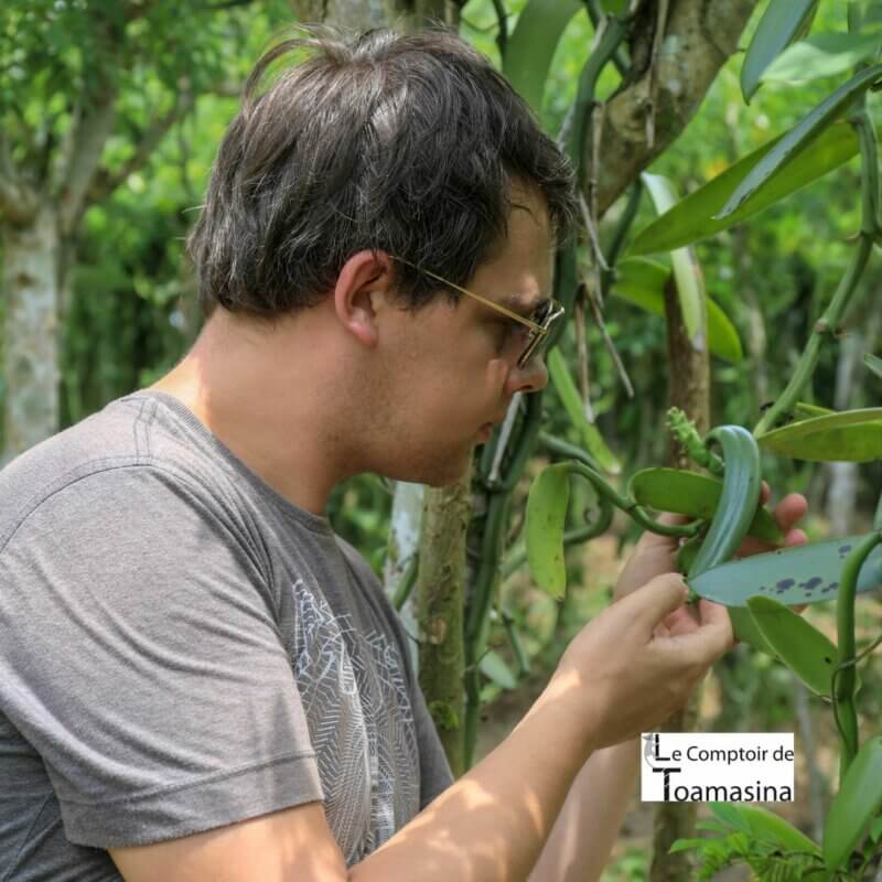 L'Épopée Oubliée de la Vanille : De la Gousse Noire Sacrée du Mexique à l'Arôme Bourbon de Madagascar