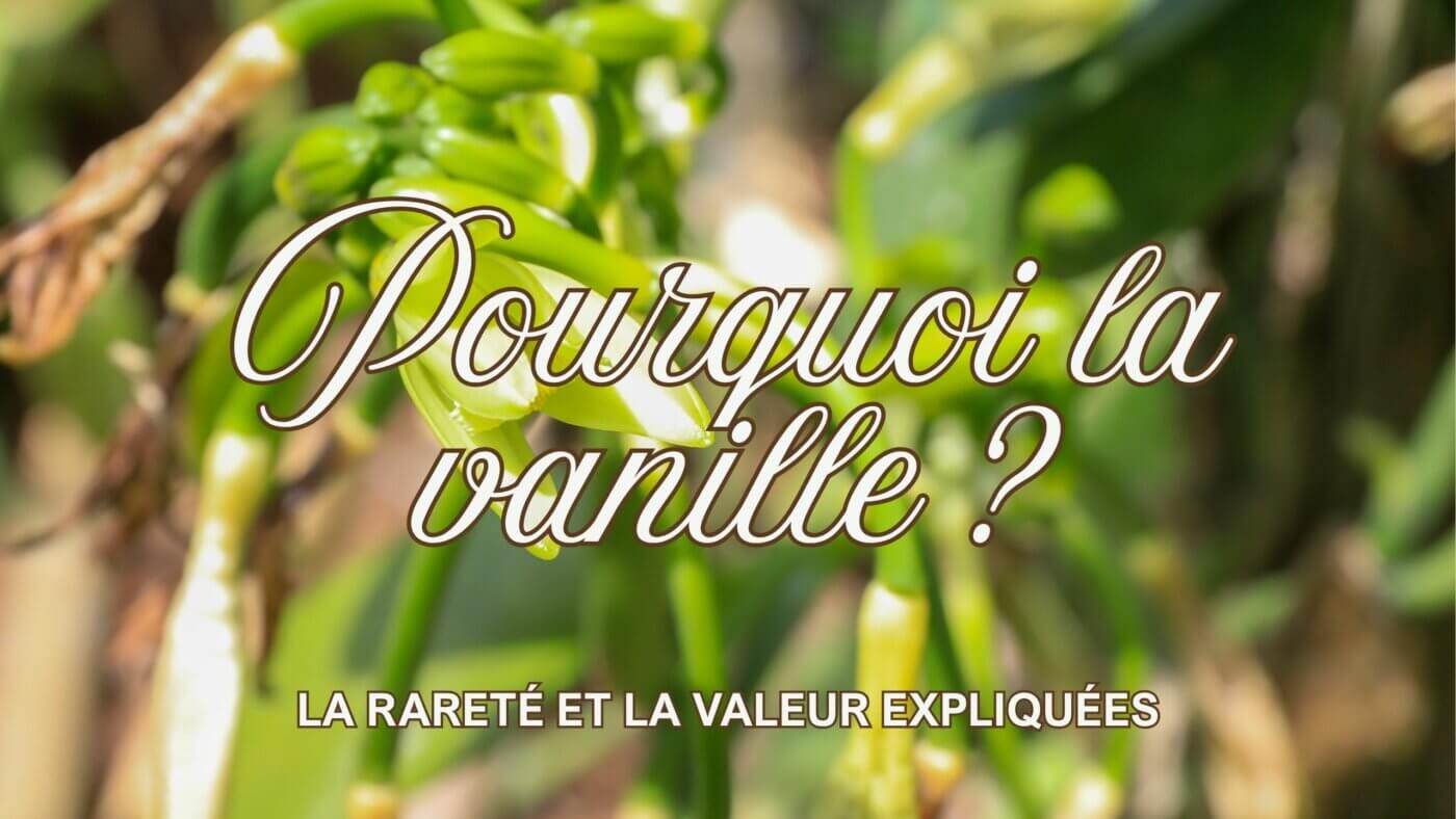 Pourquoi la vanille est-elle si chère Voyage au cœur de sa production