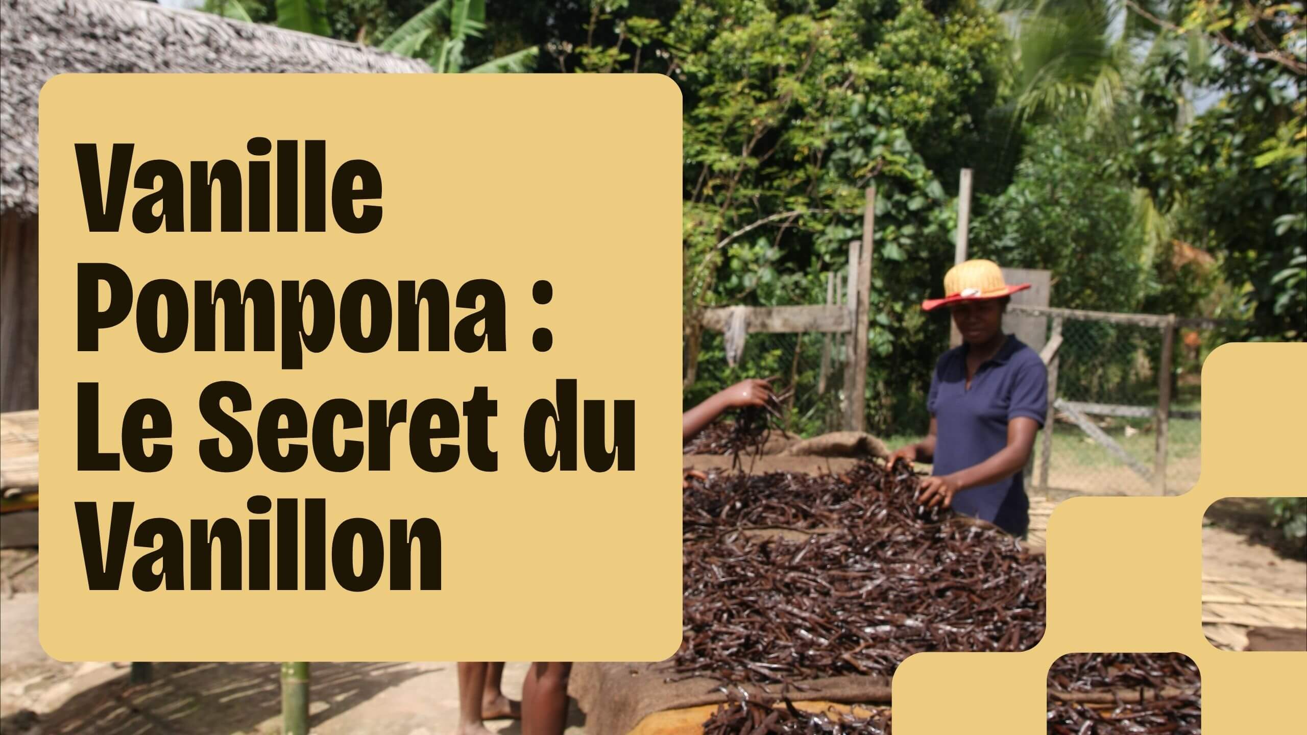 Vanille Pompona Le Secret du Vanillon, de la Gousse Rare du Mexique à Madagascar